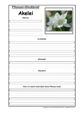 Pflanzensteckbrief-Akelei.pdf
